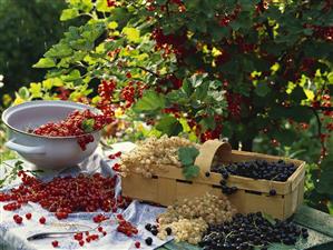 Freshly picked redcurrants