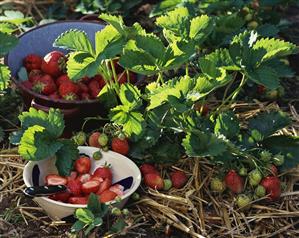 Freshly picked strawberries and strawberry plant (1)