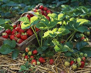 Freshly picked strawberries and strawberry plant (2)