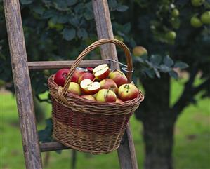 Picking apples (1)