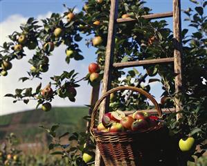 Picking apples (2)