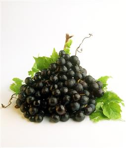 Black grapes with leaves