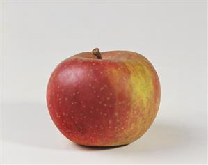 A Boskop apple