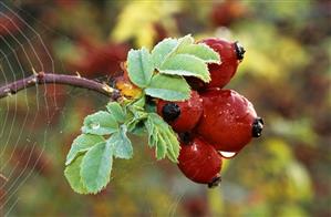 Rose hips (dog rose) in the wild