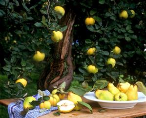 Quinces on a wooden table and on the tree