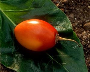 A tamarillo