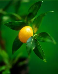 A lemon on the branch