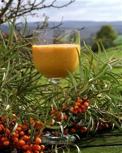 Sea buckthorn cream in glass, sprig of sea buckthorn beside it