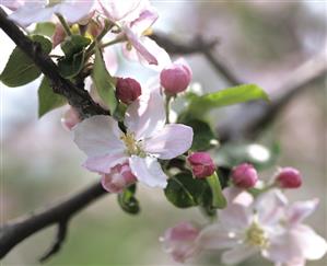 Apple blossom