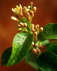 Branch of a lemon tree with blossom