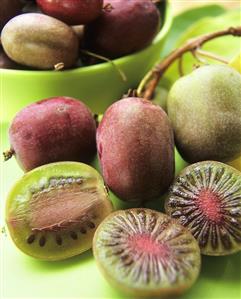 Actinidia (Actinidia colomicta, close-up)