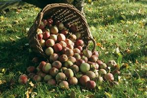 Wicker basket of apples, fallen over in grass