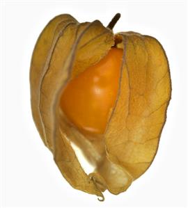 A Physalis