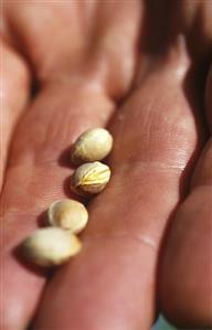 Four dried orange pips lying in someone's hand