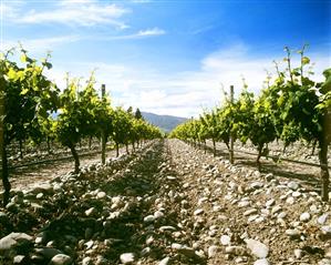 Stoneleigh Vineyard, Blenheim, Marlborough, N. Zealand