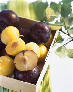 Japanese plums (Prunus salicina) in crate