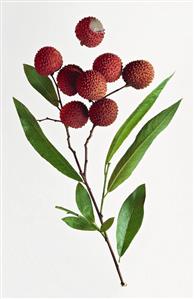 A branch with lychees and a lychee with opened skin