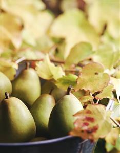 Green pears in a metal bucket between autumn leaves