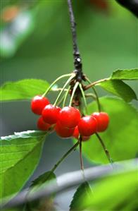 Red cherries on the tree