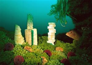 Marine landscape of lettuce, cheese and fruit with a fish