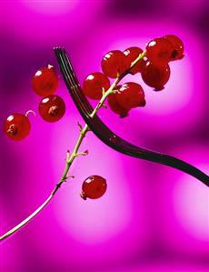 Truss of redcurrants on fork