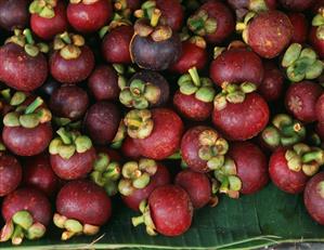 Mangosteens on green leaves