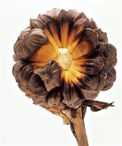 Nipa palm fruit against a white backdrop