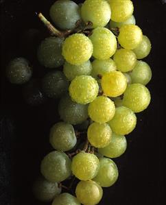 Green dessert grapes with drops of water