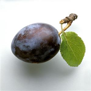 Damson Plums