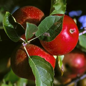 Red apples (variety: Morgenduft) on a branch (1)