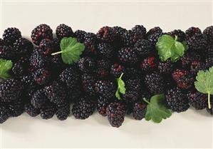 Fresh blackberries with drops of water