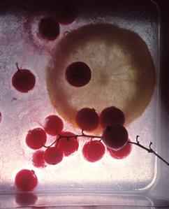 Frozen redcurrants and a lemon slice