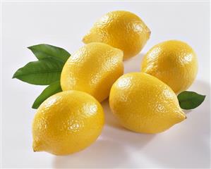 Fresh Lemons with Branch and Leaves