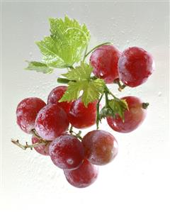 Red grapes with vine leaf and drops of water