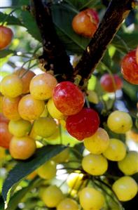 Cherries on the tree