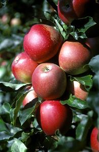 Red apples on the tree