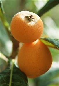 Two medlars on the tree