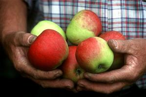 Hands holding freshly picked apples