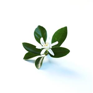 Orange blossom with leaves