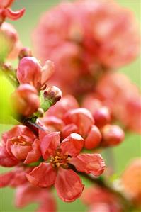 Quince blossom