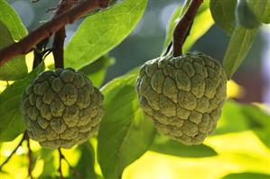 Custard apples on a branch