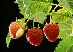 Three raspberries on the cane