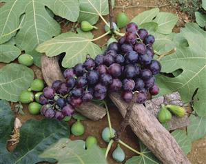 Red Grapes on Fig Leaves with Figs