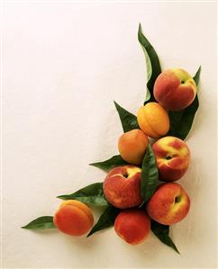 Still Life with Peaches and Apricots
