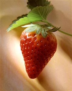 A Single Strawberry
