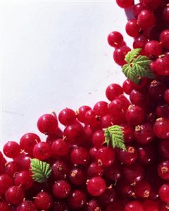 Red Currants