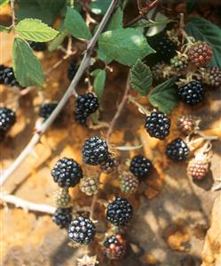 Blackberries on a branch