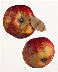 Two Boskop apples