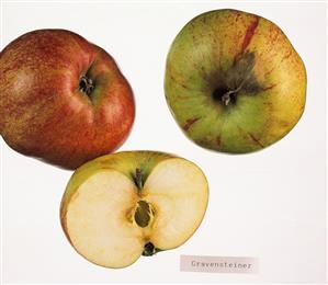 Gravensteiner apples, whole and halved