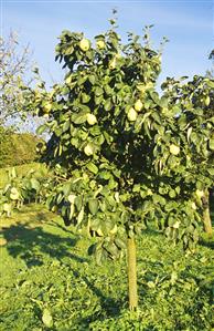 Pears on the tree